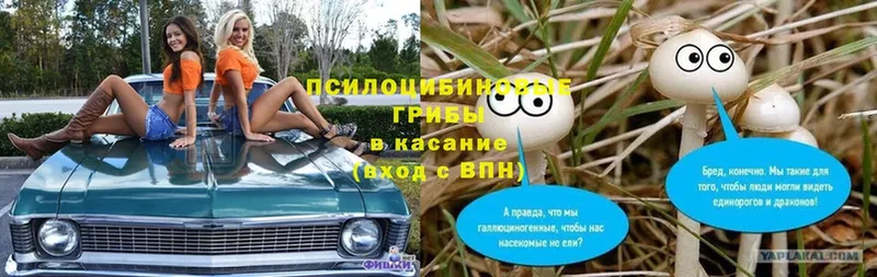 Псилоцибиновые грибы мицелий  omg онион  Прокопьевск  закладки 